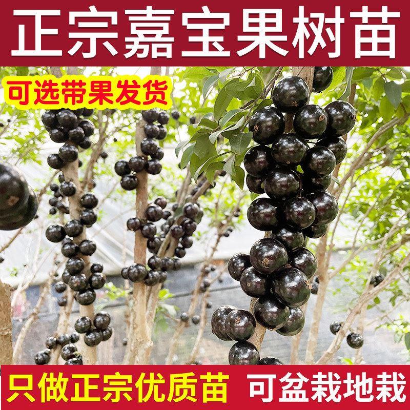 嘉宝果树苗四季红妃艾斯卡沙巴南北方带果庭院阳台盆地栽树葡萄木
