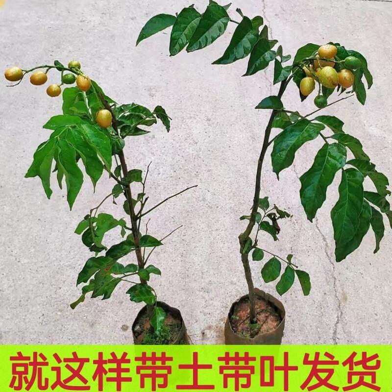 黄皮果树苗嫁接苗黑黄皮大鸡心无核冰糖南方种植紫金黄皮盆栽地栽