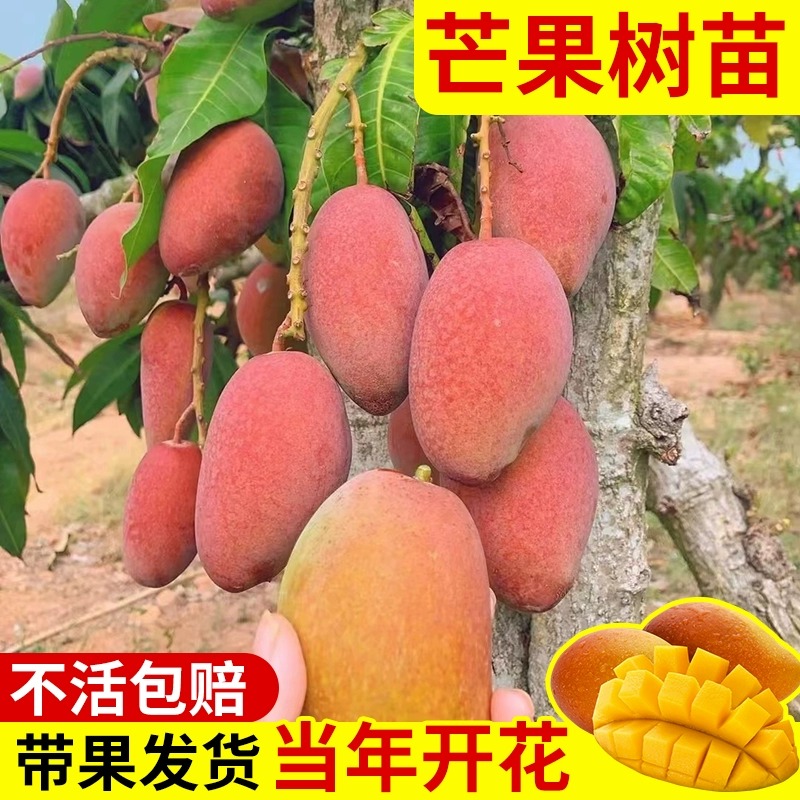 芒果树嫁接金煌芒四季芒果树红贵妃当年结果庭院阳台盆栽好养