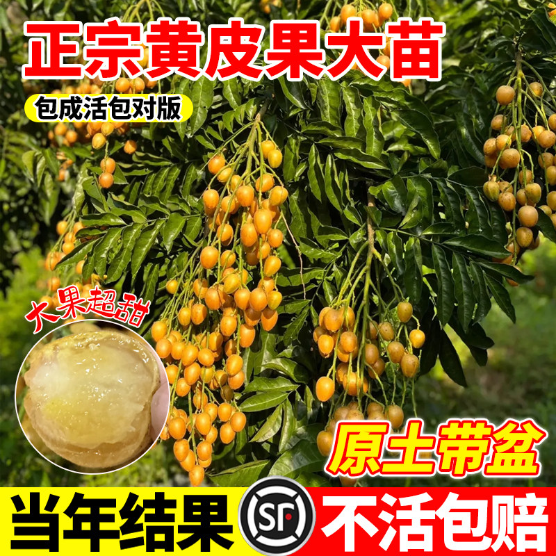 广西嫁接黄皮果树苗无核鸡心黄皮树苗黑黄皮冰糖出世甜盆栽地栽