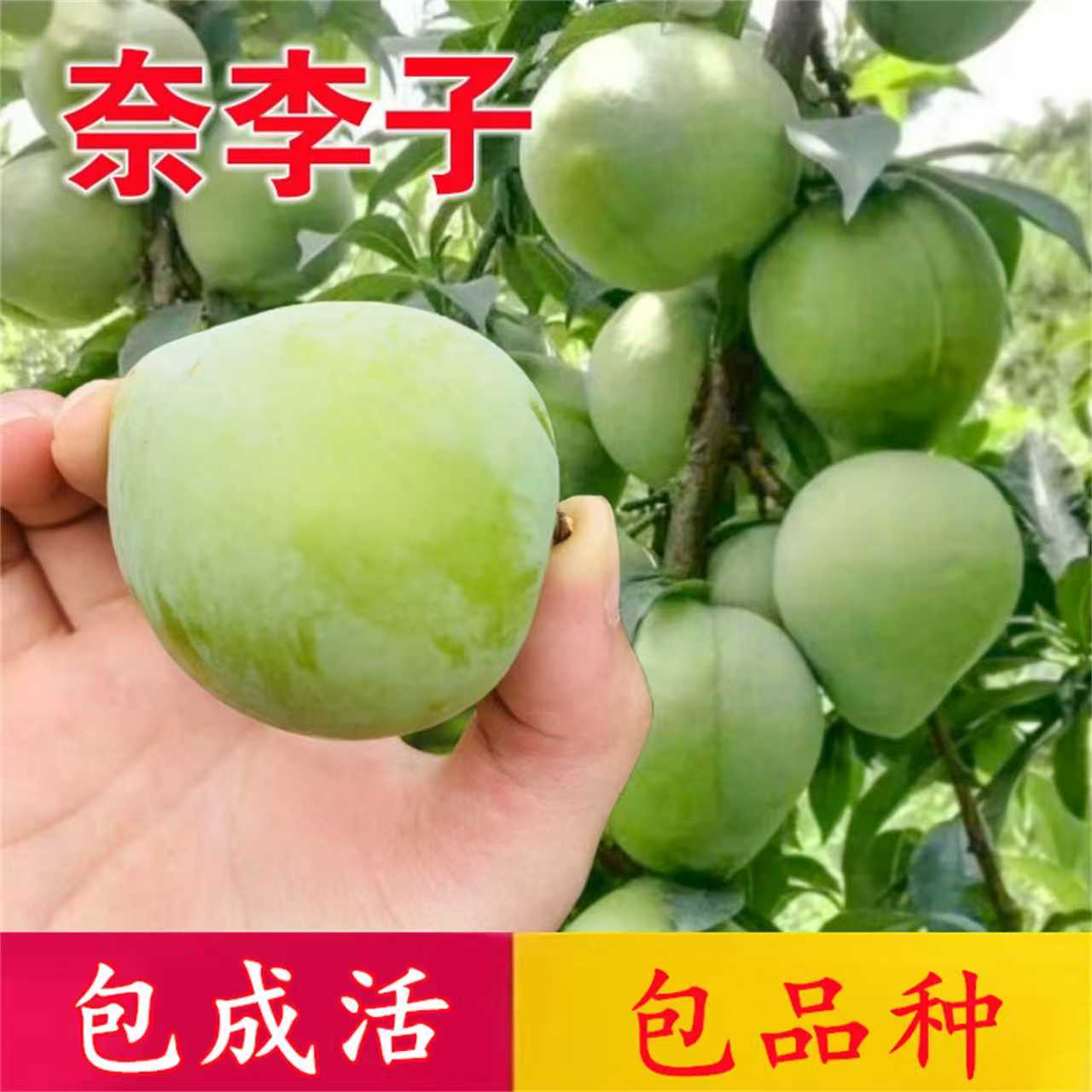 奈李子树苗脱骨脆甜南北方庭院地栽特大果树盆栽嫁接晚熟当年结果