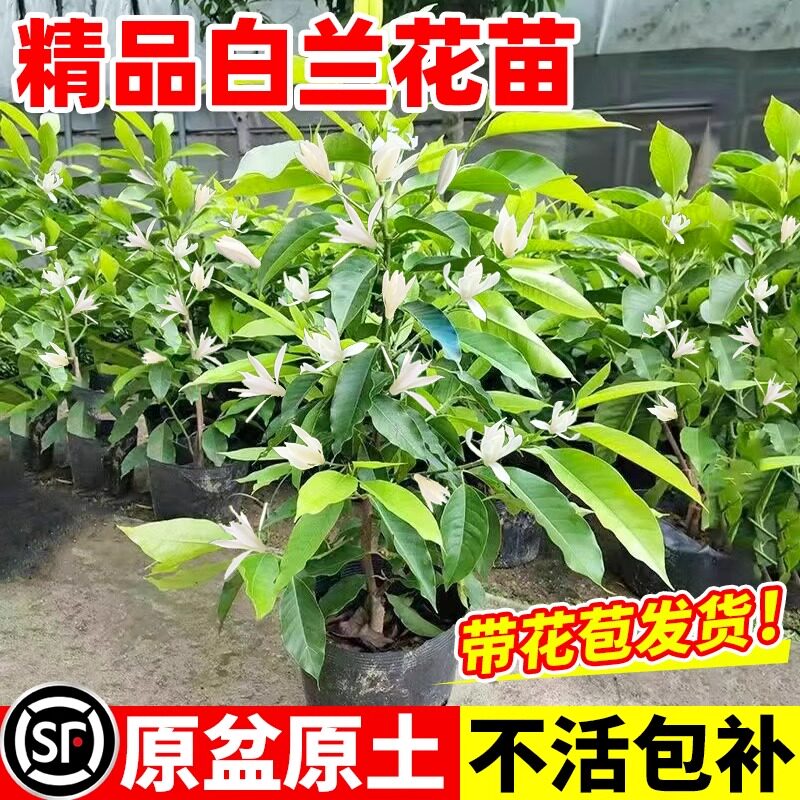 白兰花玉兰树苗花卉植物室内庭院绿植黄角兰盆栽易活四季开带花苞