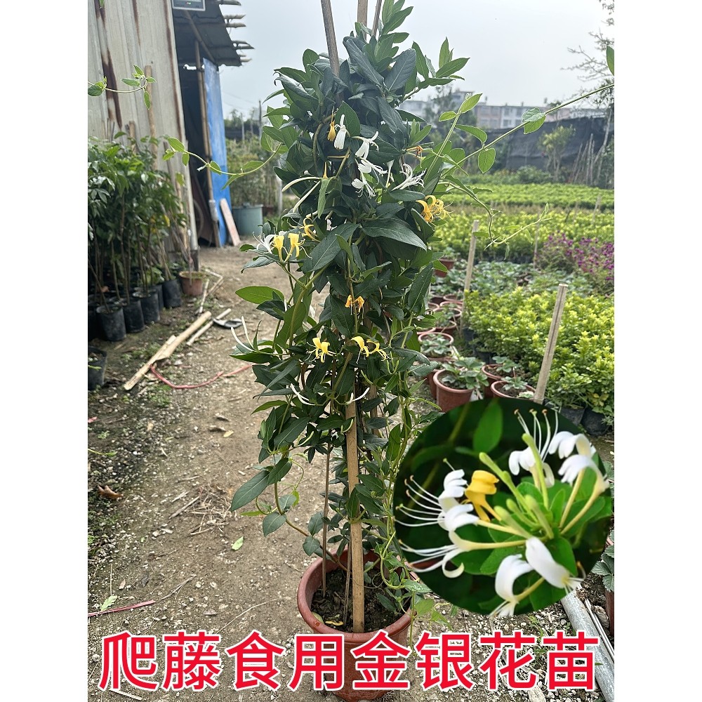 金银花树苗爬藤食用金银花苗耐寒攀援绿植庭院爬藤植物四季开