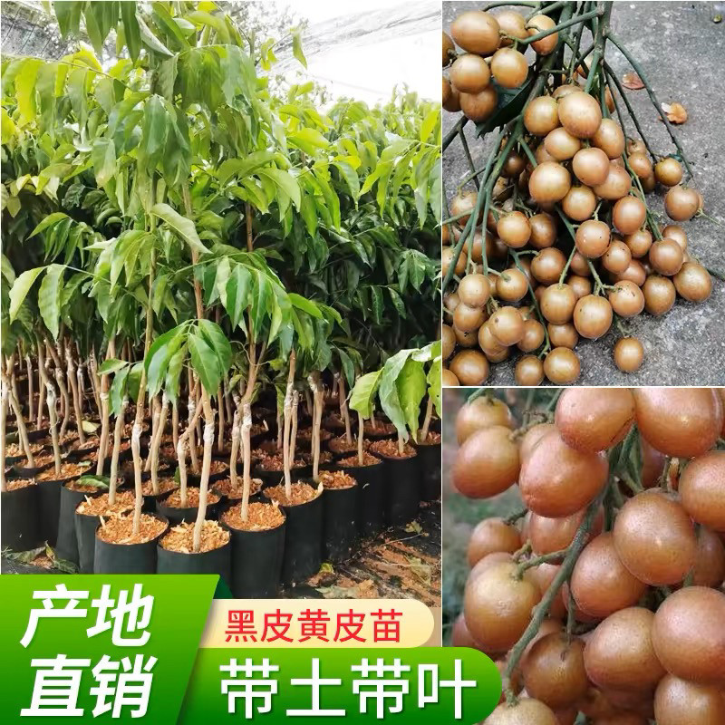 广西果苗贵妃嫁接黄皮树苗无核大果鸡心黑金紫肉南方种植黄皮苗