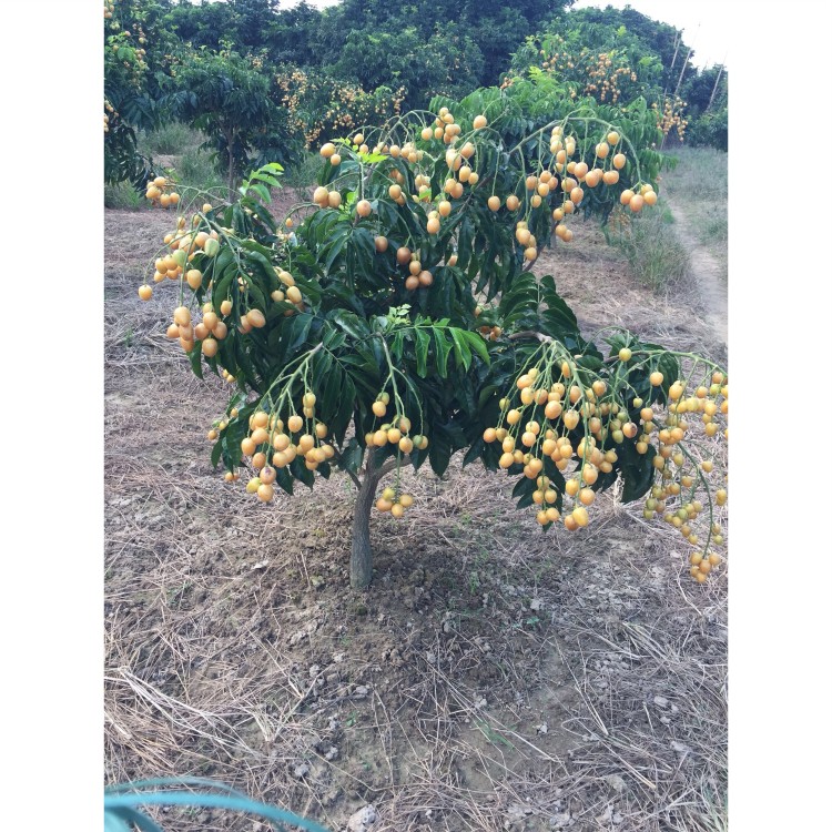 2-15年云浮郁南特产无核黄皮树 大鸡心冰糖苗嫁接果树当年挂果