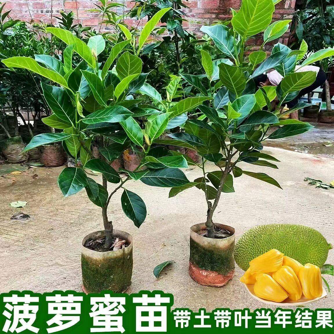 木菠萝树苗泰国8号菠萝蜜果树苗12号红肉四季黄肉榴莲蜜带土带叶