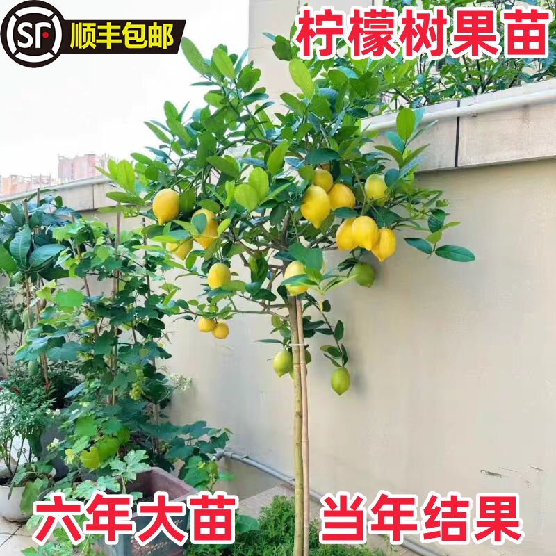 食用柠檬苗四季柠檬树正宗香水柠檬树苗盆栽室内庭院南方北方种植