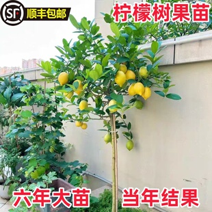 食用柠檬苗四季柠檬树正宗香水柠檬树苗盆栽室内庭院南方北方种植