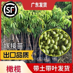 潮汕甜橄榄果树苗青橄榄嫁接苗纯甜回甘当年结果南方庭院盆栽地栽