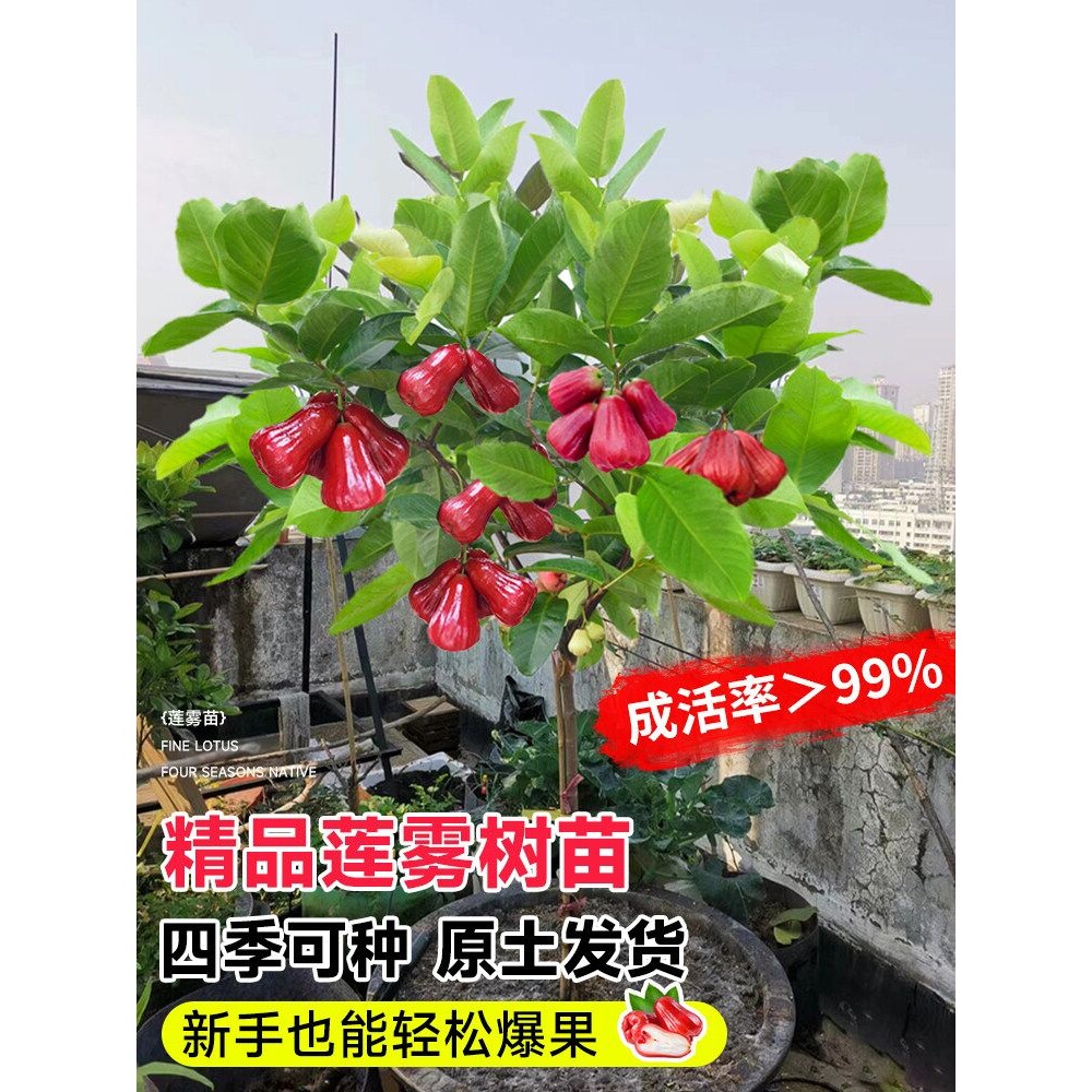 莲雾树苗嫁接台湾黑糖芭比黑金刚四季新品种庭院阳台地栽带营养土