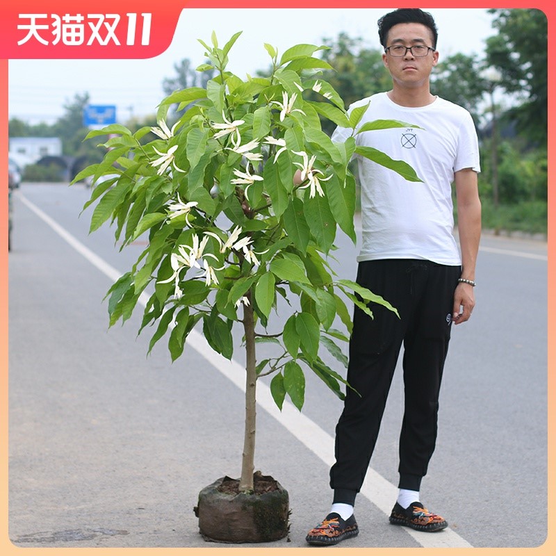 白兰花盆栽花卉植物室内花四季黄角兰白玉兰花树苗老桩带花苞开花