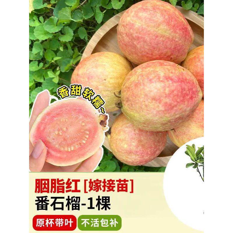 番石榴果苗嫁接台湾帝王四季番石榴红宝石无籽少籽红心芭乐果树苗