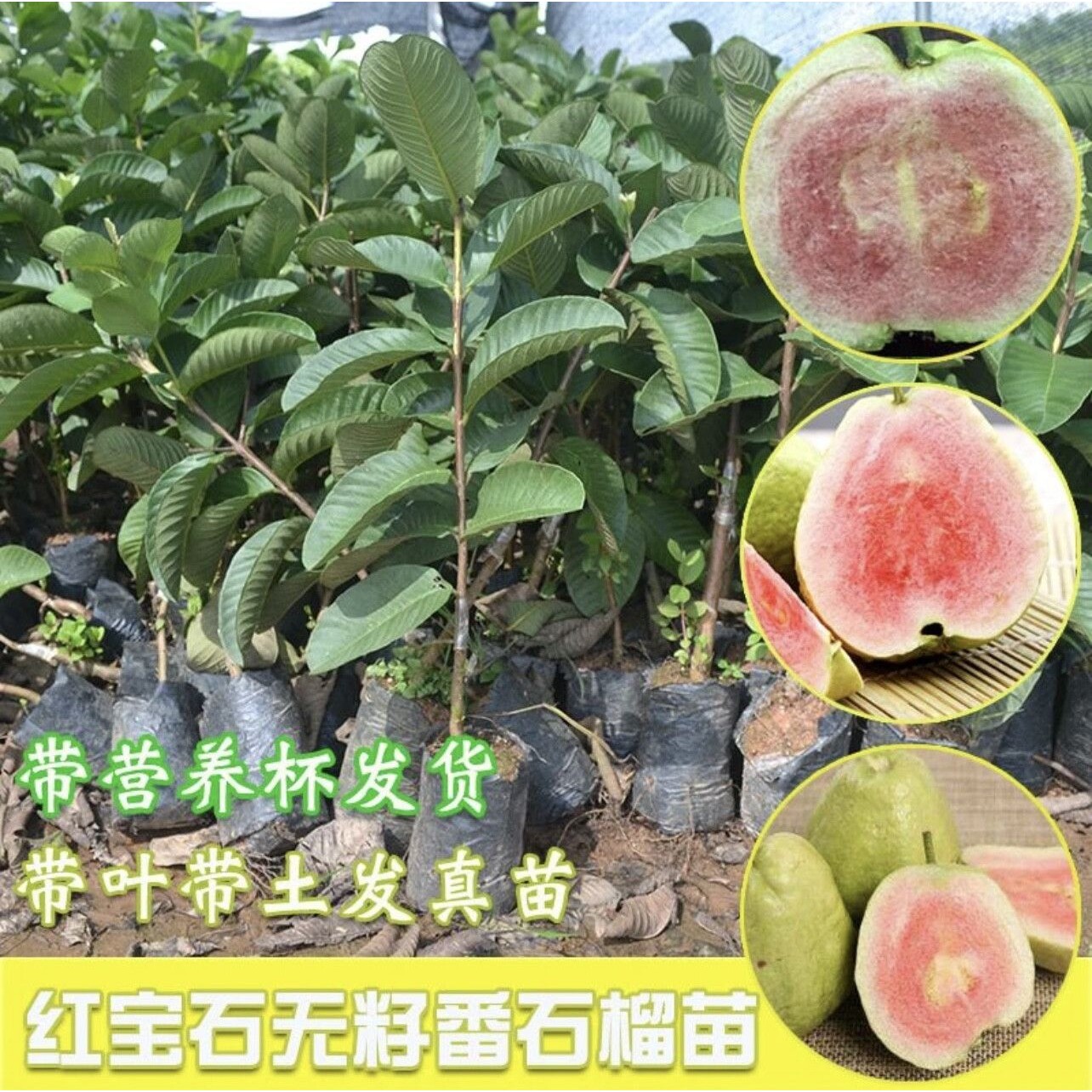 胭脂红番石榴树苗西瓜红心芭乐番石榴嫁接果苗无籽特大四季结果