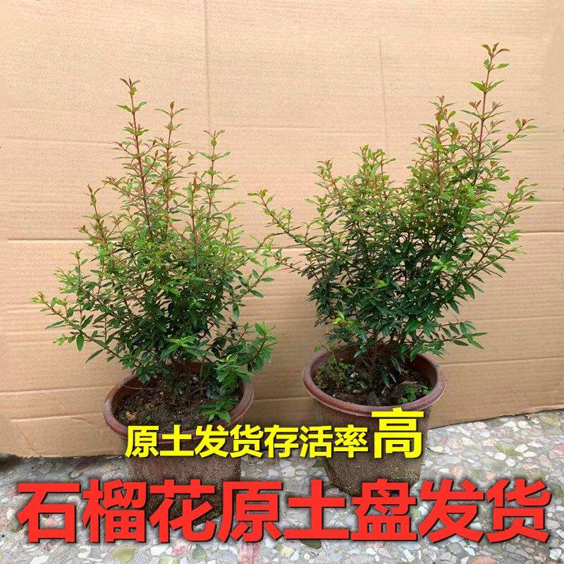 石榴花苗潮汕红石榴盆栽阳台种植四季常青喜事仙草室内绿植吉祥花