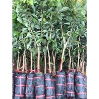 荔枝树苗嫁接苗新品种仙进奉妃子笑桂味无核糯米糍高压特大荔枝苗