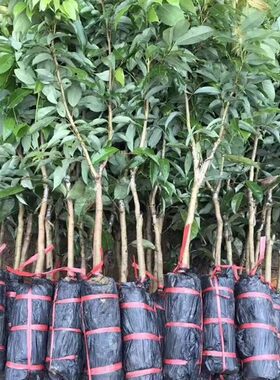 荔枝树苗嫁接苗新品种仙进奉妃子笑桂味无核糯米糍高压特大荔枝苗