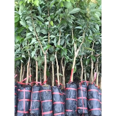荔枝树苗嫁接苗新品种仙进奉妃子笑桂味无核糯米糍高压特大荔枝苗