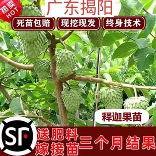 释迦果苗树嫁接台湾凤梨释迦果苗特大牛奶释迦番荔枝林檎果苗树