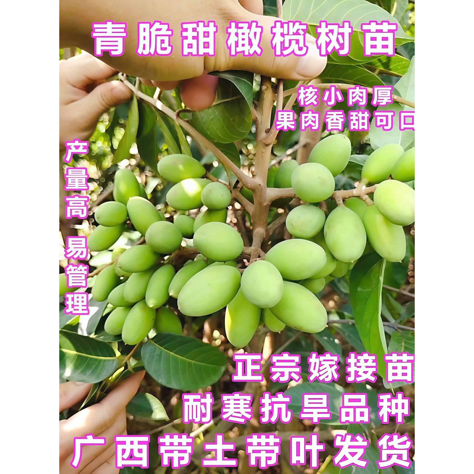 甜橄榄树树苗嫁接三棱脆甜青橄榄苗四季盆栽地栽带土带叶当年结果