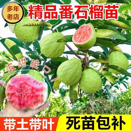 番石榴树苗芭乐嫁接四季台湾珍珠白心红心红宝石芭乐苗树南方种植
