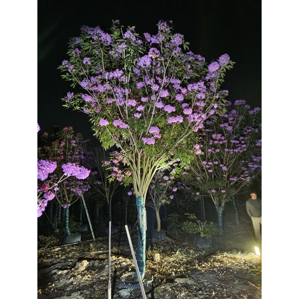 别墅小区公园绿植绣球花紫花风铃木袋苗 假植苗紫花枫铃木大树苗
