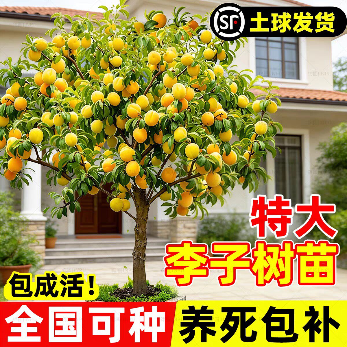 蜂糖正宗李子树苗新品种黄金奈恐龙蛋三华李果树特大号南北方种植
