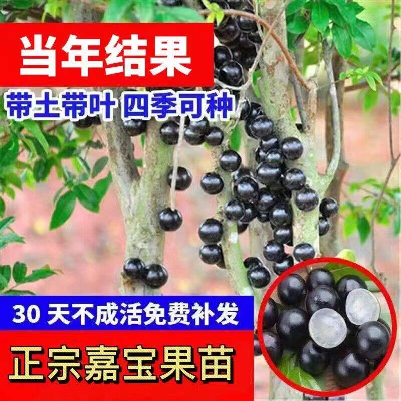 嘉宝果树苗正宗四季艾斯卡沙巴树葡萄果树阳台盆栽适合南北方种植