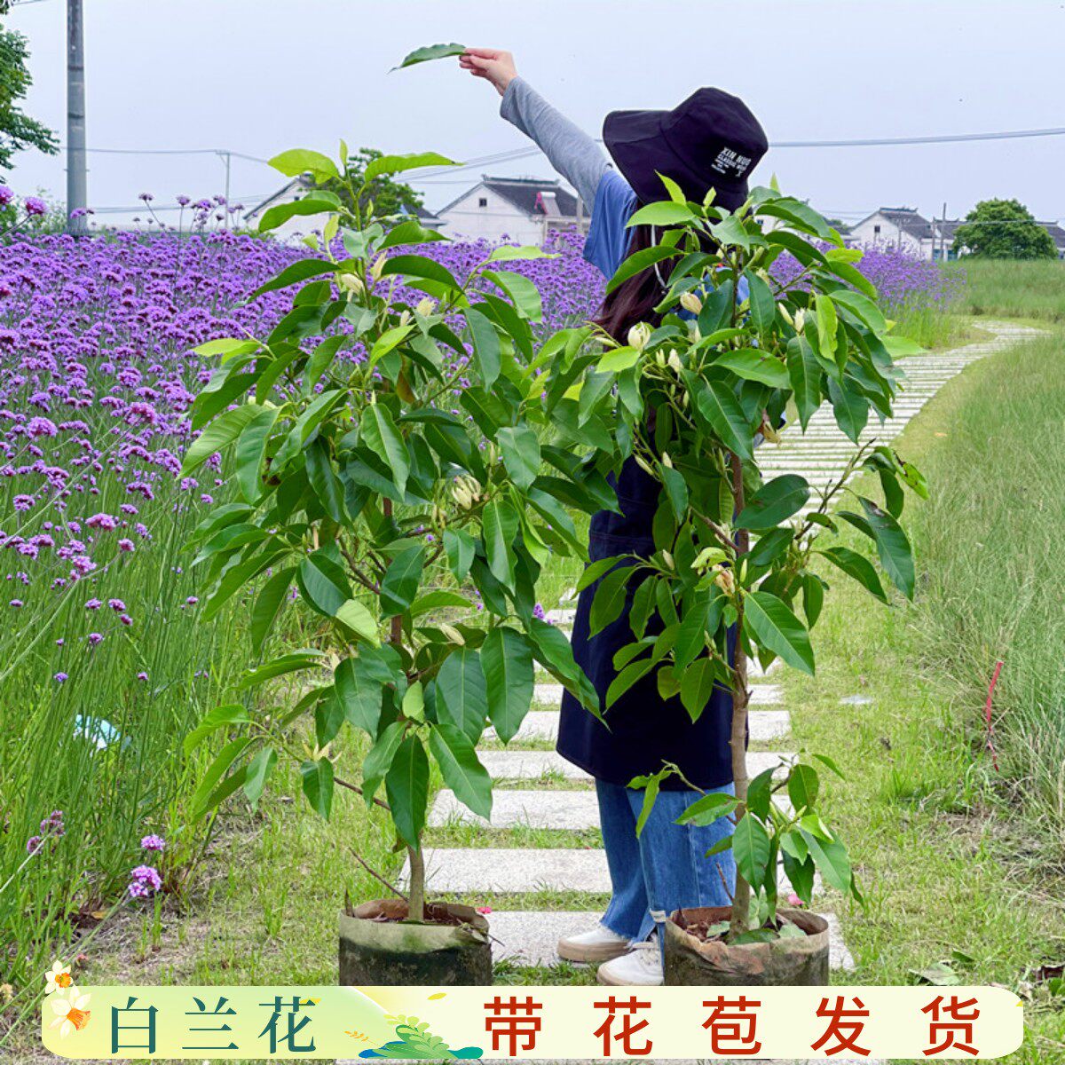 白兰花盆栽黄角兰大树苗玉兰花卉植物室内阳台绿植带花苞花镜植物