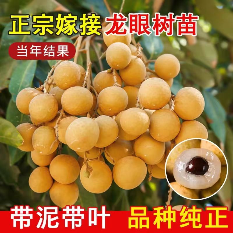 龙眼树苖嫁接盆栽树苗储良桂圆石硖南方四季种植盆栽地栽当年结果
