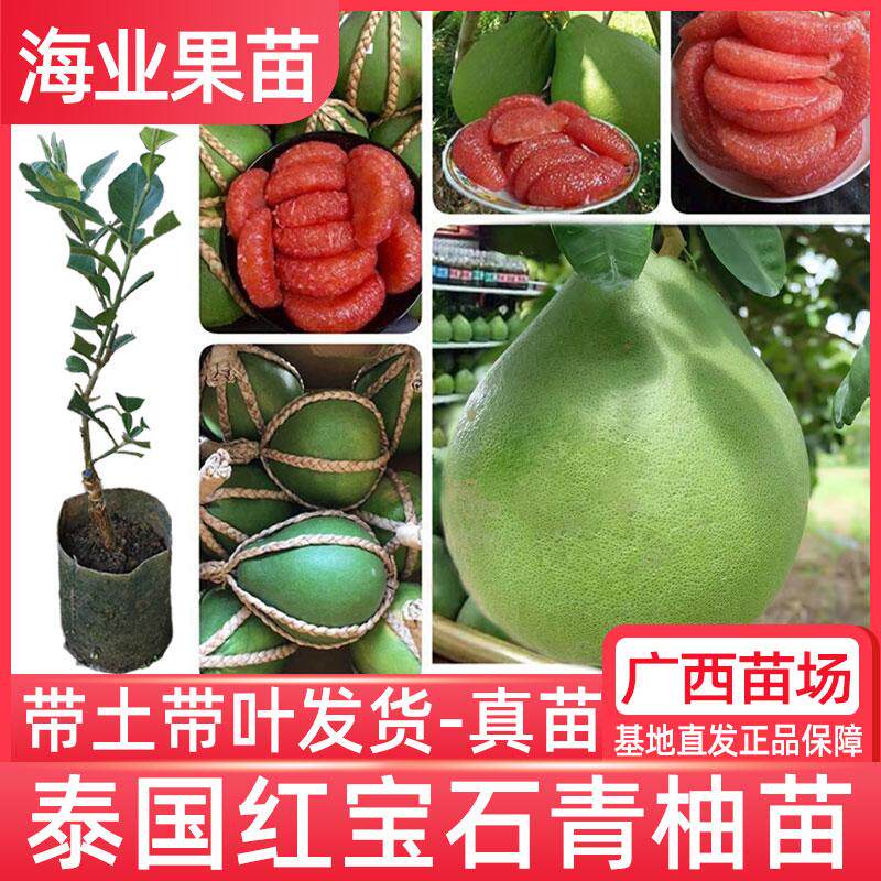 泰国红宝石柚子树苗嫁接青皮红肉红心蜜柚苗南方种植特大当年结果
