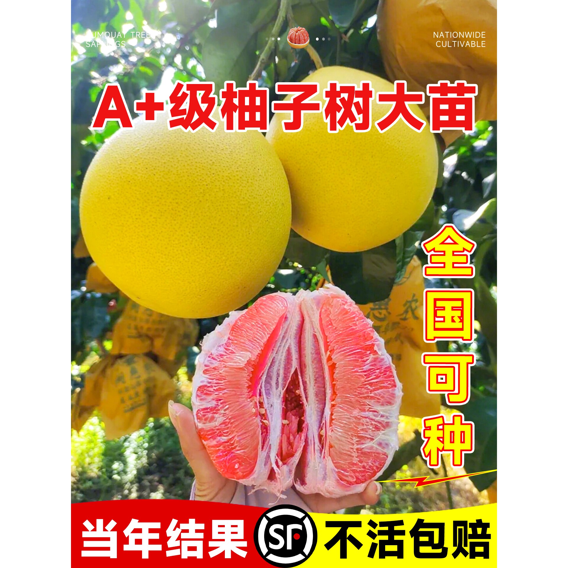 柚子树苗果树果苗红心蜜柚广西大沙田柚文旦庭院嫁接南方种植水果