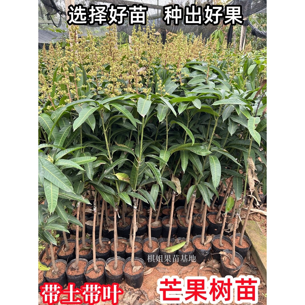 芒果树苗嫁接特大海南四季芒贵妃芒金煌芒果苗树矮化南方当年结果