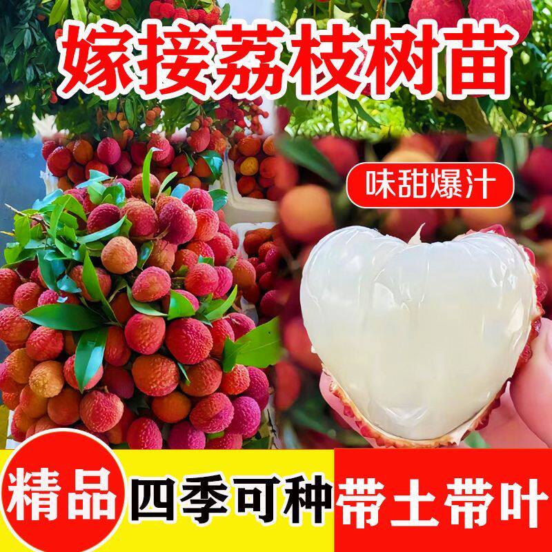 正宗嫁接荔枝树苗妃子笑糯米滋桂味无核果树苗南北方种植当年结果