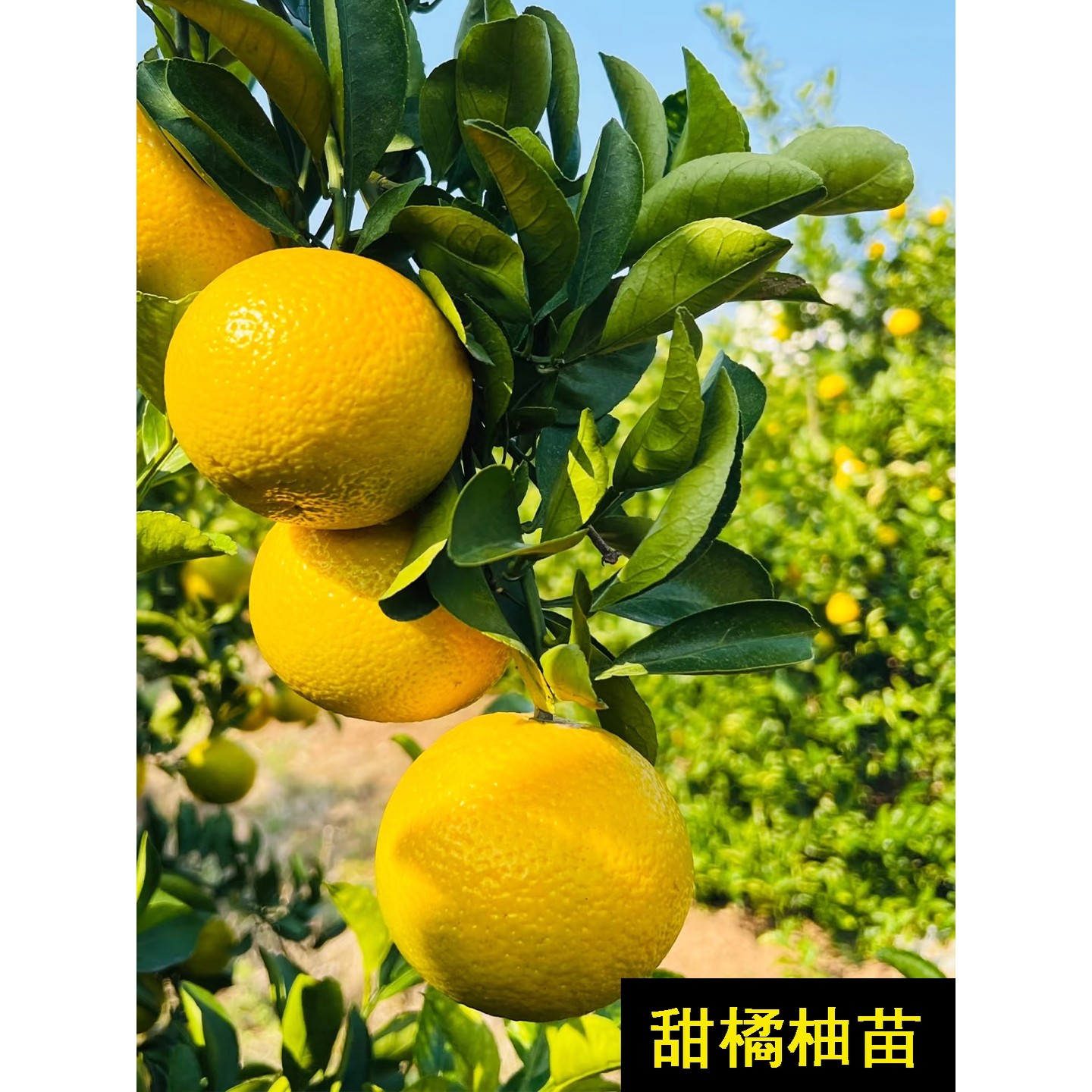 甜桔柚子苗甜橘柚树苗黄金柑苗苹果柚苗南北方庭院种植当年结果