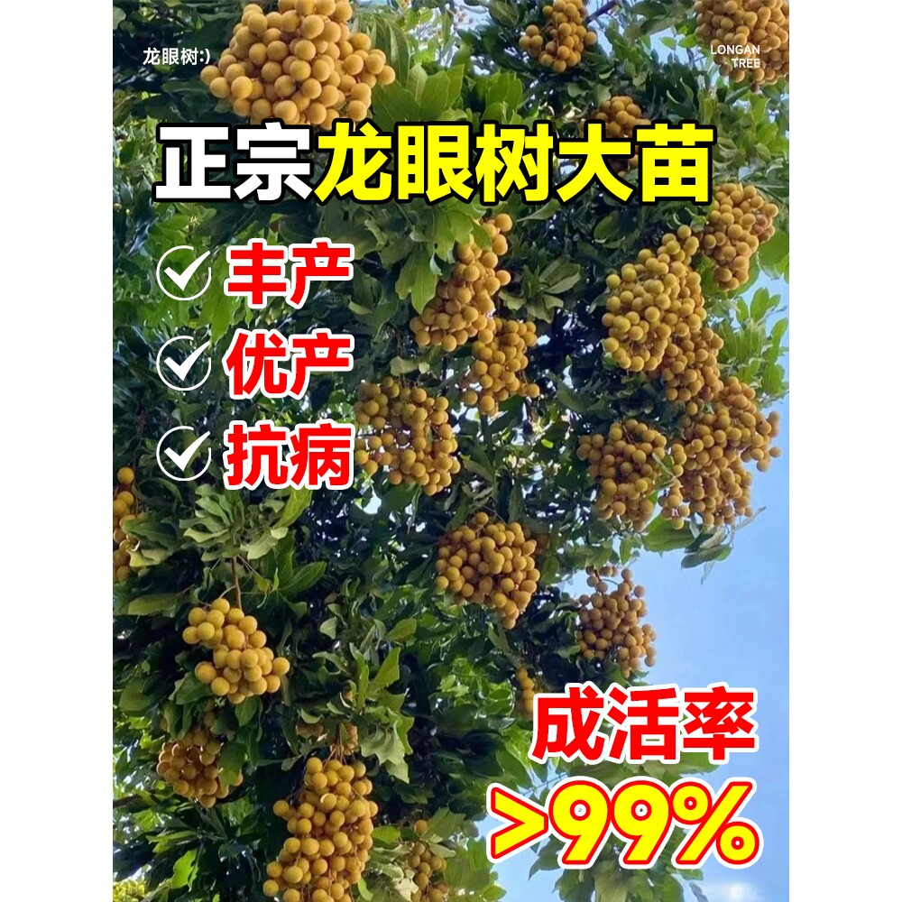石峡龙眼树苖储良嫁接大桂圆树苗南北方四季种植盆栽地栽当年结果