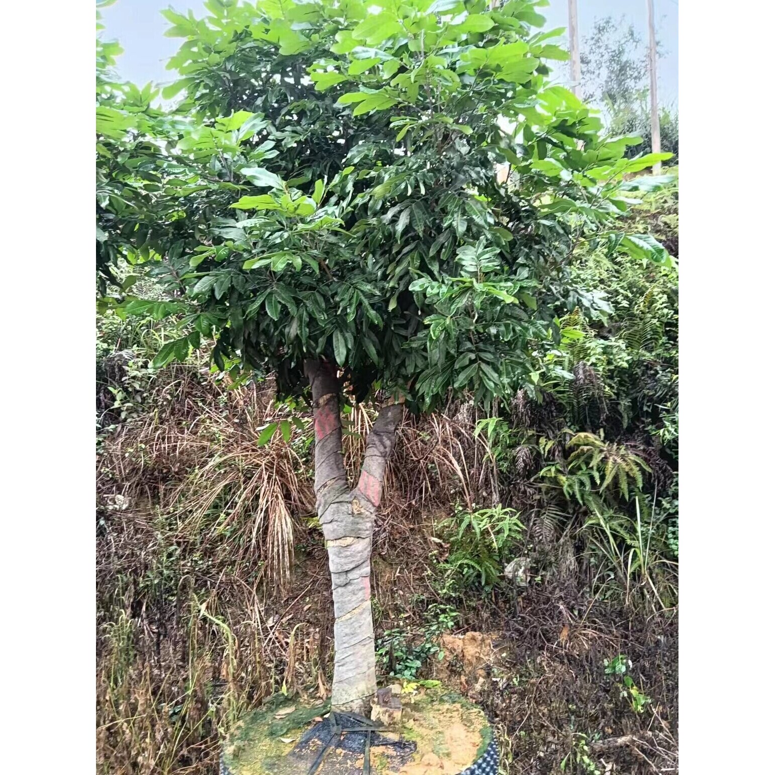 龙眼树苗石硖大乌圆储良四季龙眼苗全国四季可种植营养杯带叶