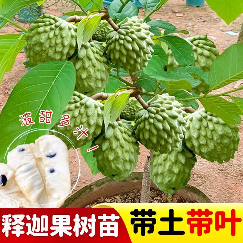 正宗潮汕林檎果树苗 番荔枝凤梨释迦果树苗泰国大目 榴莲释迦果苗
