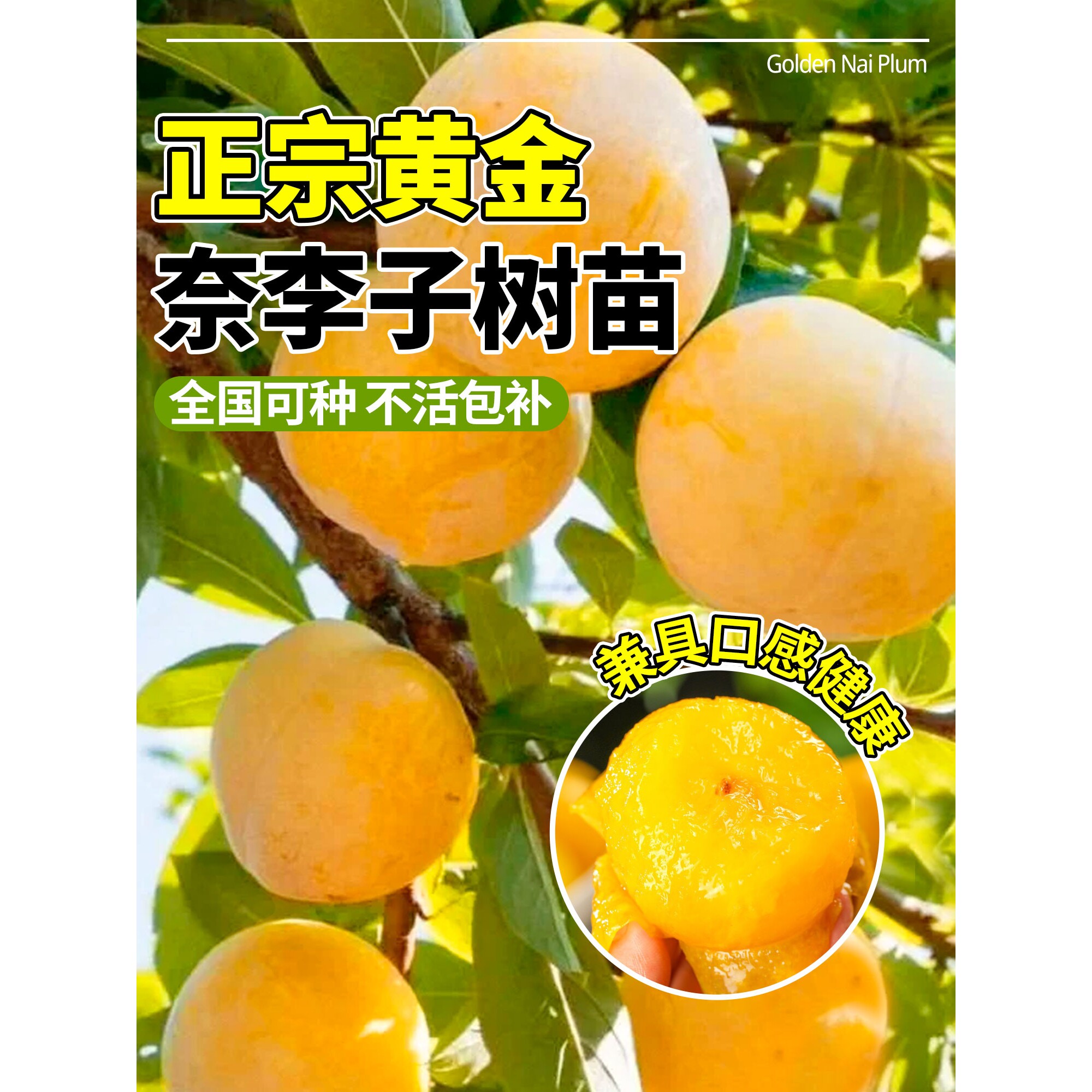 黄金奈李子树苗嫁接果树南北方四季种植庭院地栽盆栽当年结果李子