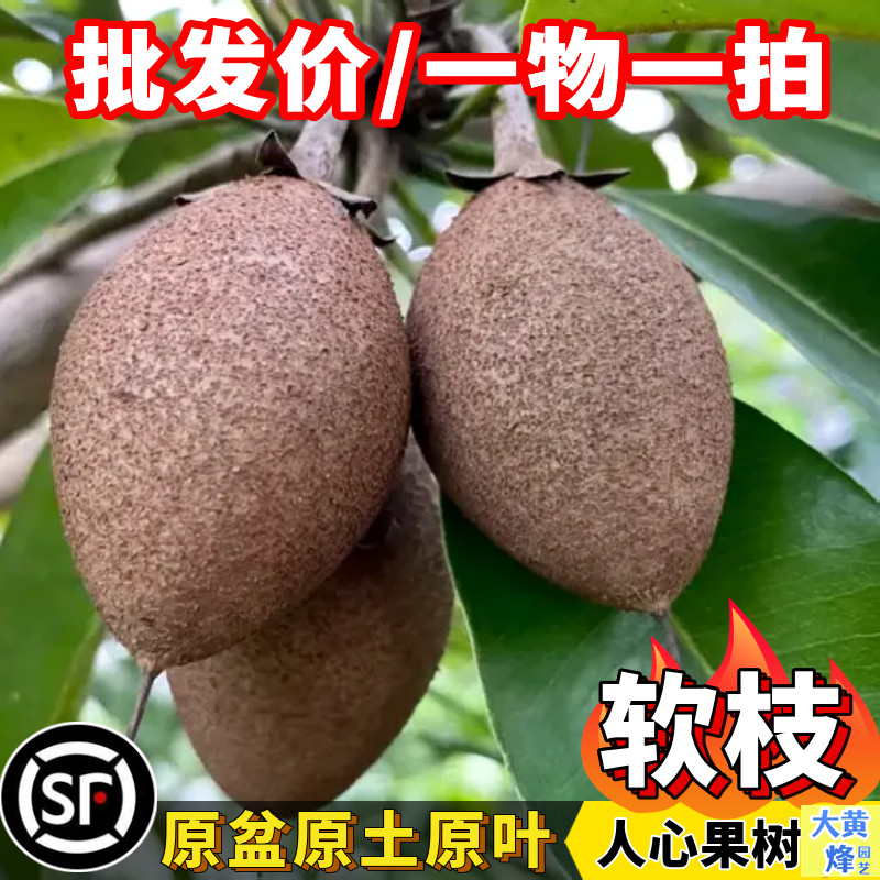 人心果苗热卖人参果人心果树苗香甜当年结果南方阳台庭院盆栽树苗