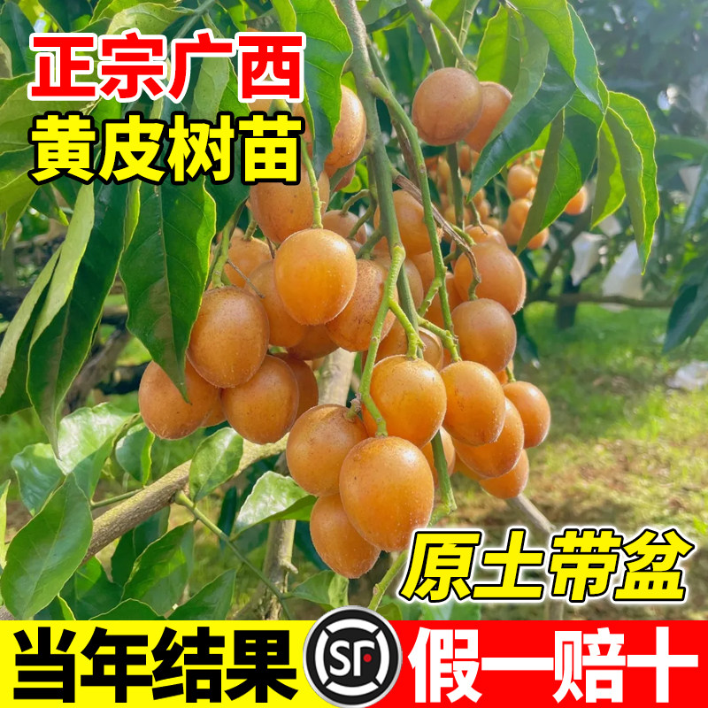 正宗广西黄皮树苗鸡心无核嫁接树苗南方北方种植盆栽地栽当年结果