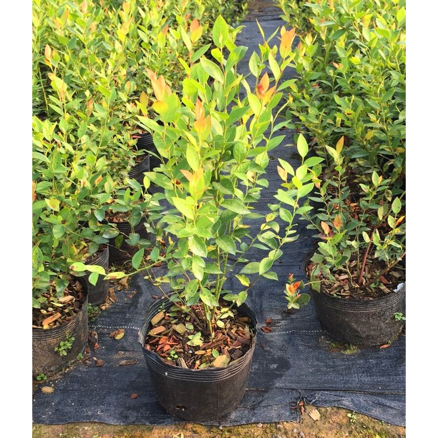 蓝莓苗树苗 阳台庭院 盆栽地栽种植果树当年结果包邮