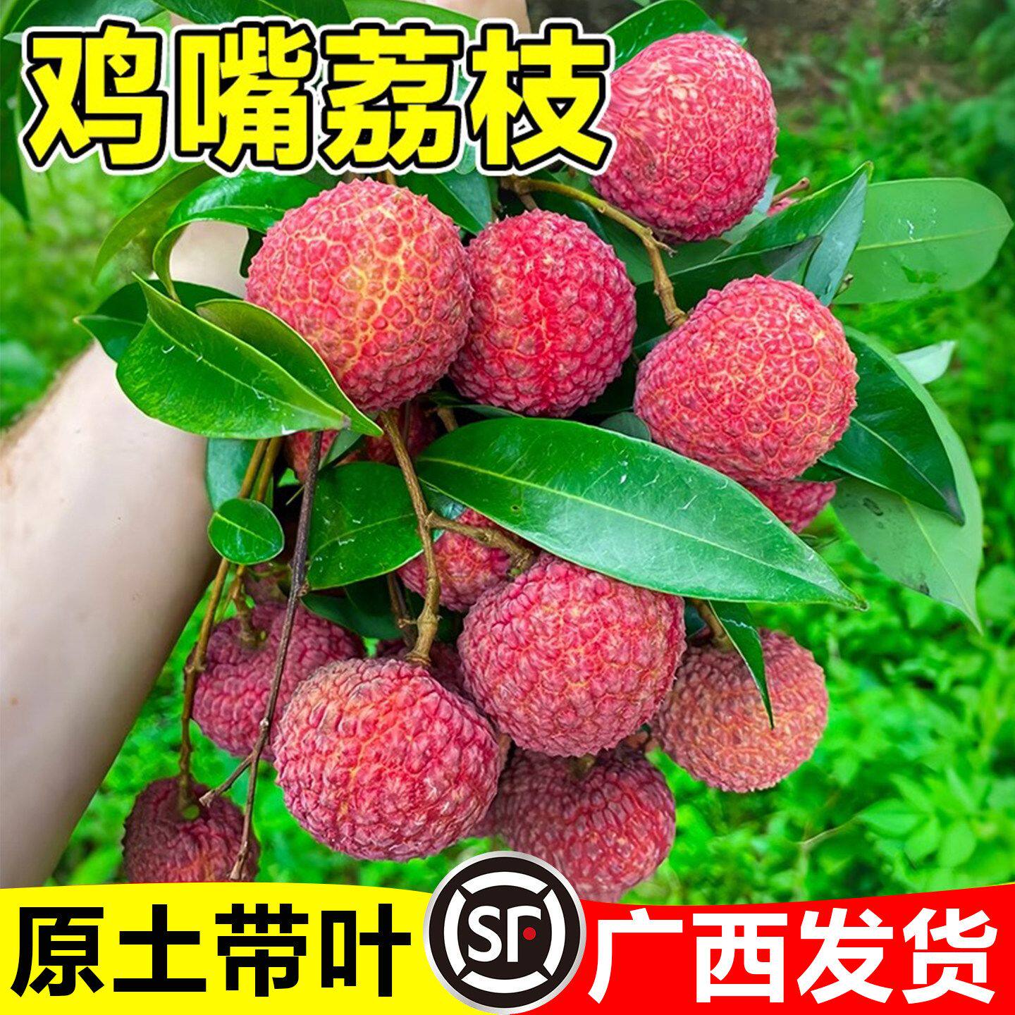 鸡嘴荔枝苗嫁接无核桂味果树苗妃子笑盆栽地栽南北方种植当年结果