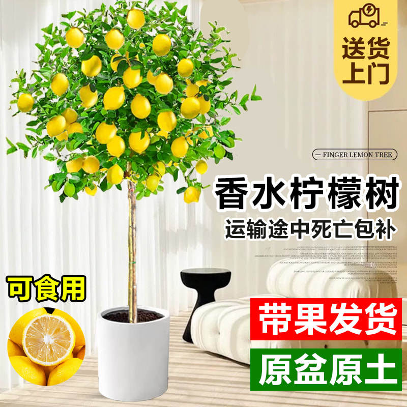 香水柠檬树盆栽带果室内客厅绿植物易成活阳台庭院大型果树可食用