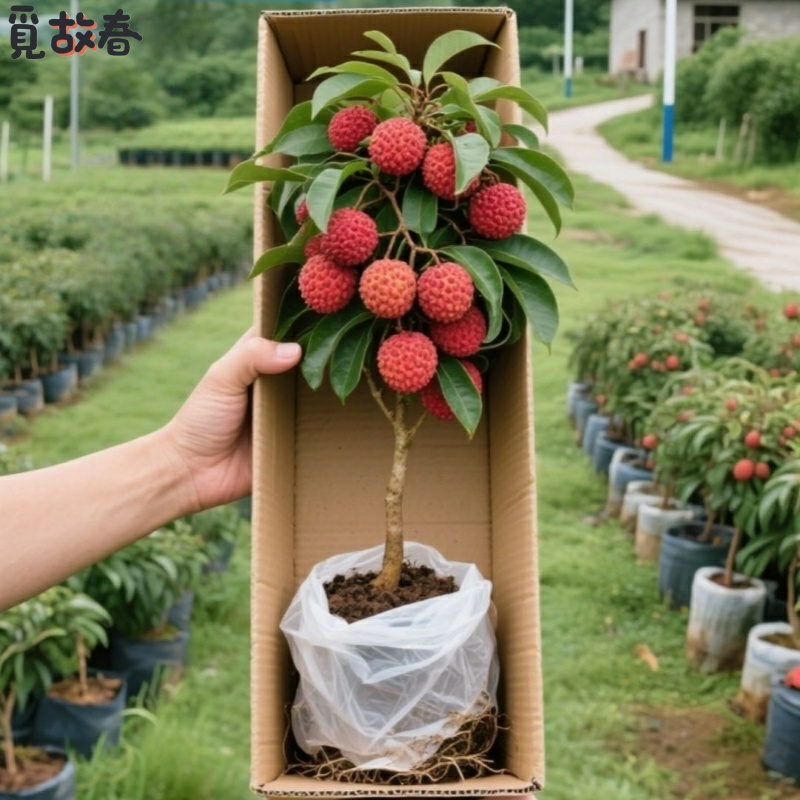 荔枝树苗嫁接苗无核果树苗盆栽地栽南方北方种植当年结果耐寒果苗