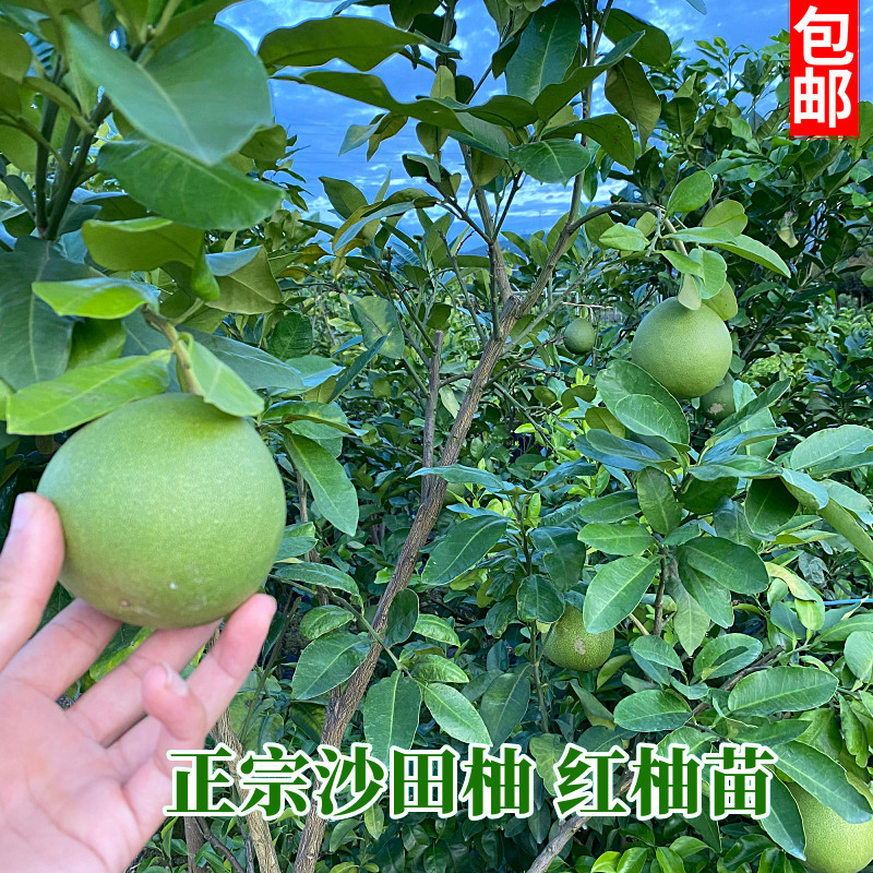 包邮柚子树苗 红心蜜柚沙田柚嫁接果树苗庭院可盆栽地栽南方种植