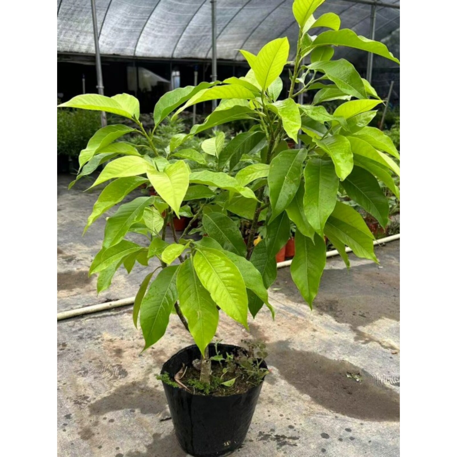 黄果兰浓香型盆栽花园阳台庭院可种植庭院开花原土原盆发货易成活