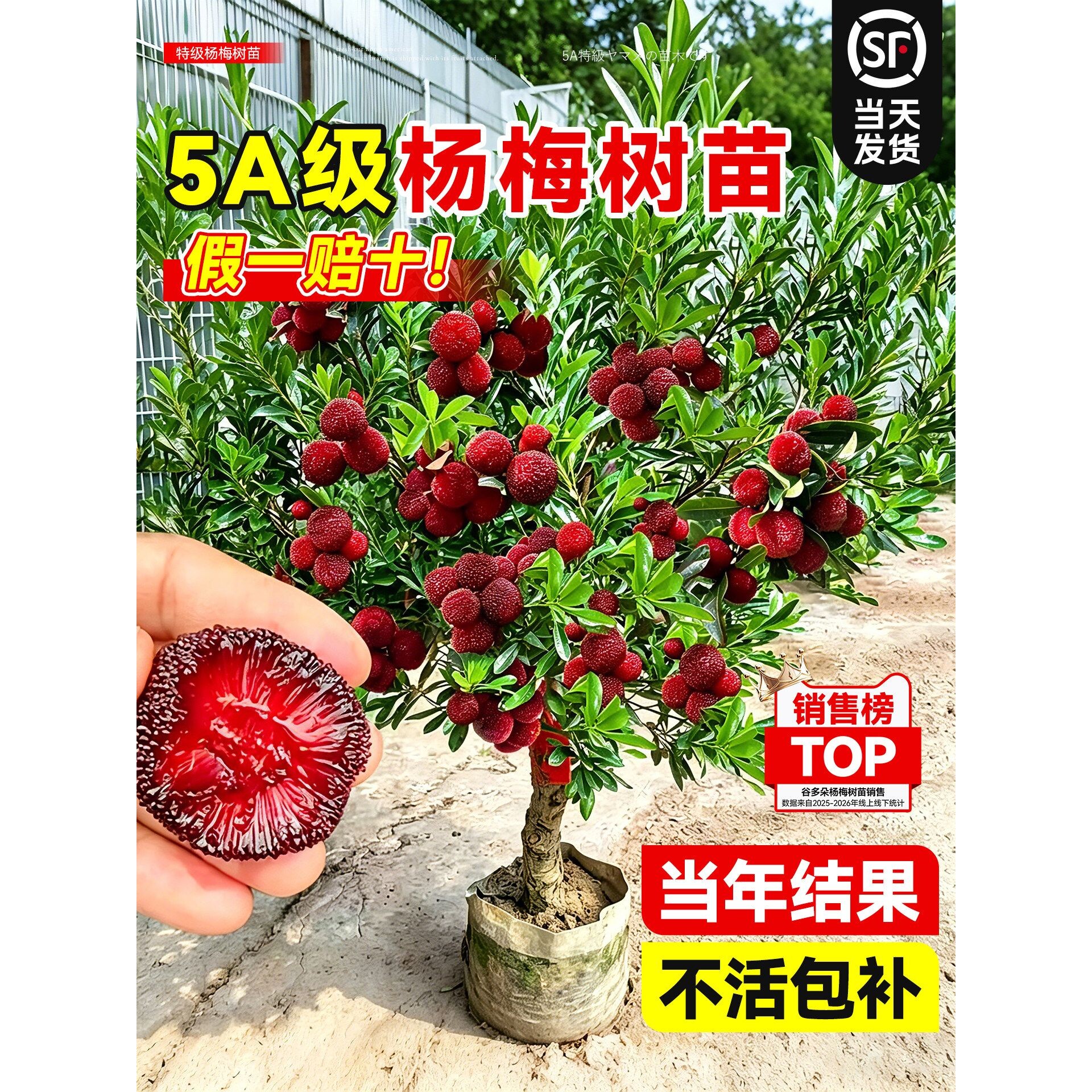 正宗杨梅树苗东魁杨梅嫁接大苗庭院南北方种植当年结果仙居杨梅树