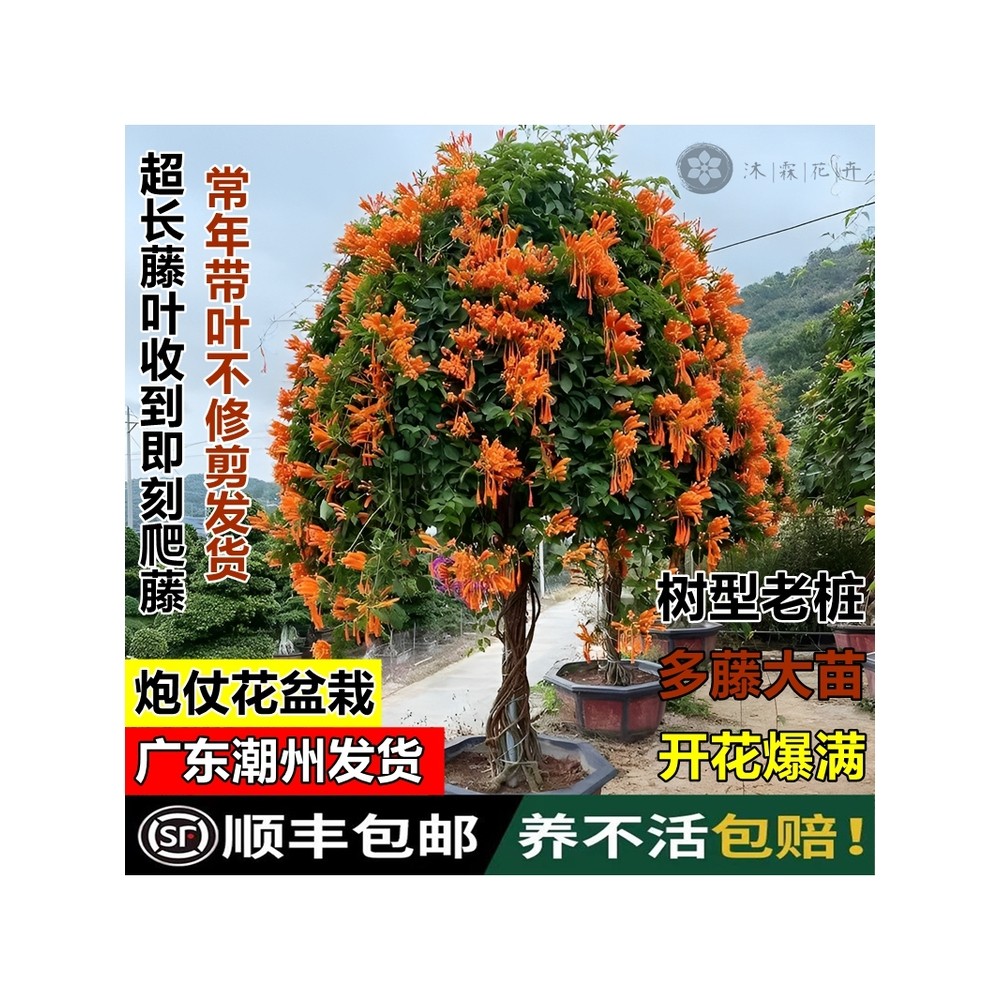 四季常青爆竹炮仗花老苗老桩爬藤植物鞭炮花大苗盆栽攀爬围墙围栏