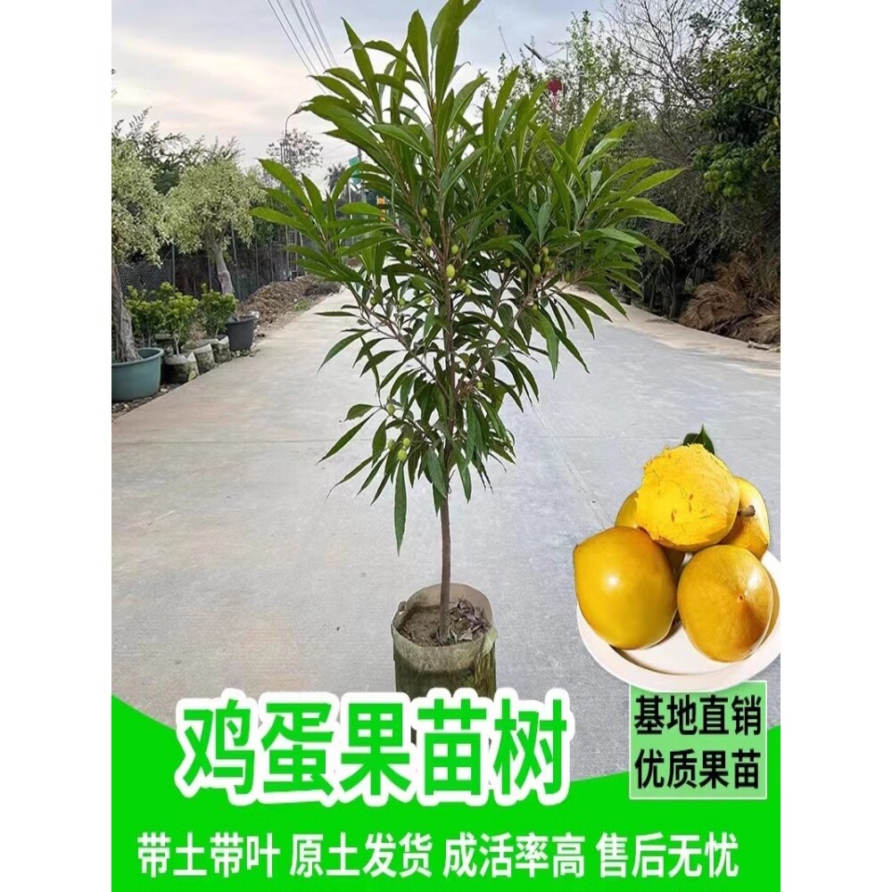 蛋黄果树苗鸡蛋果树仙桃树南方种植果苗广东种植盆栽庭院当年结果