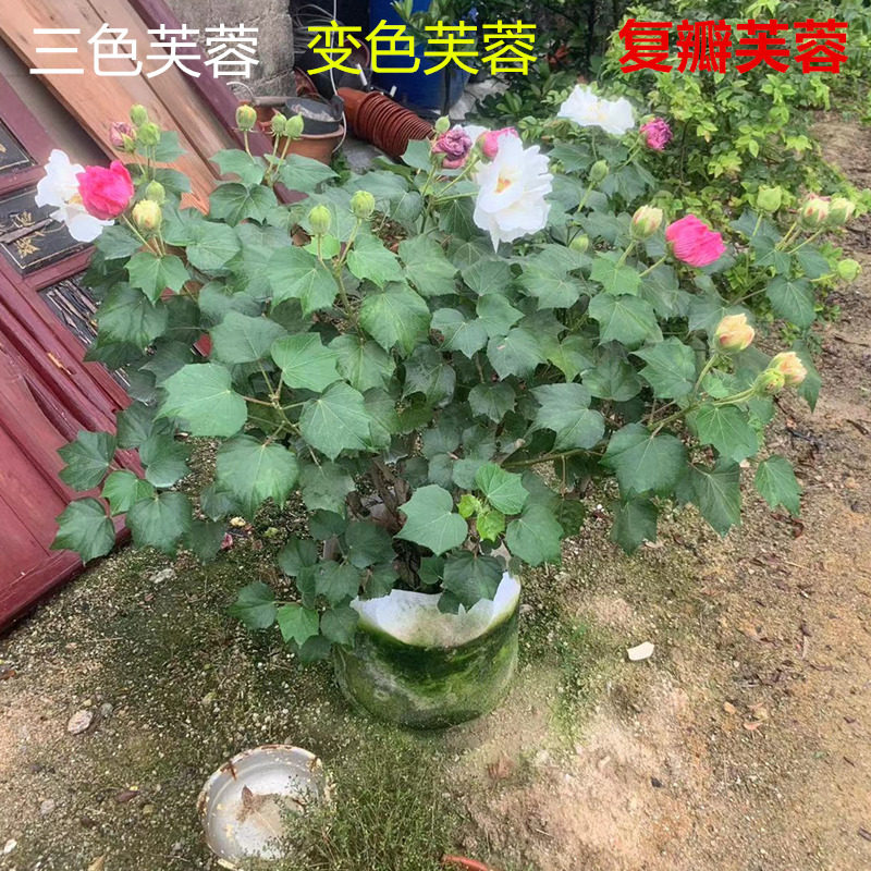 重瓣三醉芙蓉花苗阳台盆栽楼顶庭院绿化行道地栽木本树苗净化空气